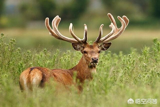 佰草集美白精华液怎么样（佰草集的精华液怎么样）-第6张图片