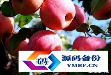 蓬莱有什么特产可以带（山东蓬莱有什么特产）-第7张图片