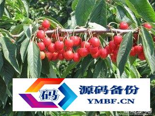 蓬莱有什么特产可以带（山东蓬莱有什么特产）-第8张图片