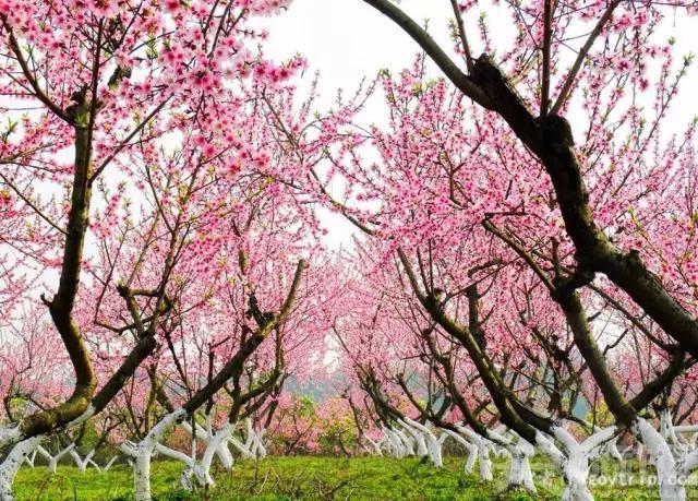 绵阳景点旅游景点推荐(绵阳景点旅游景点排名)-第5张图片 绵阳景点旅游景点推荐(绵阳景点旅游景点排名)-第5张图片