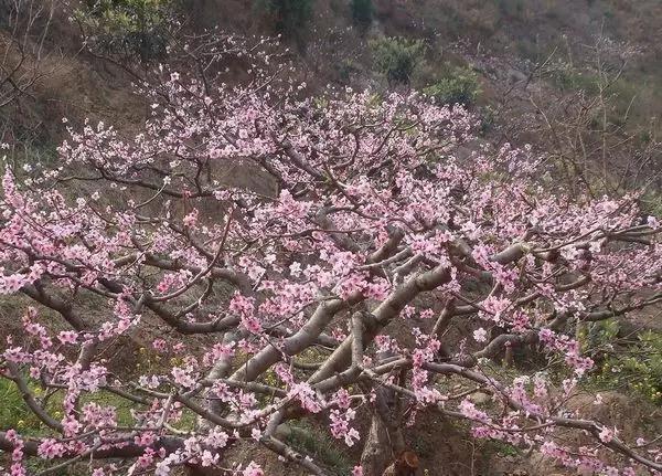 绵阳景点旅游景点推荐(绵阳景点旅游景点排名)-第6张图片 绵阳景点旅游景点推荐(绵阳景点旅游景点排名)-第6张图片