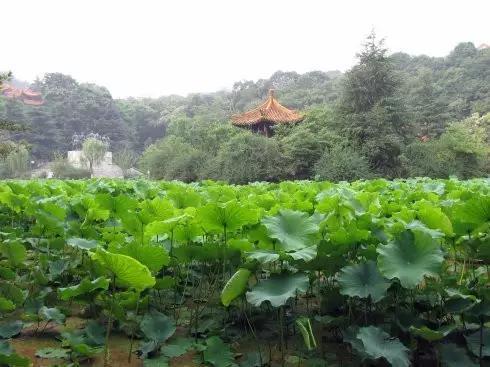 绵阳景点旅游景点推荐(绵阳景点旅游景点排名)-第24张图片 绵阳景点旅游景点推荐(绵阳景点旅游景点排名)-第24张图片