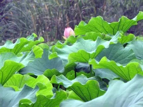 绵阳景点旅游景点推荐(绵阳景点旅游景点排名)-第25张图片 绵阳景点旅游景点推荐(绵阳景点旅游景点排名)-第25张图片