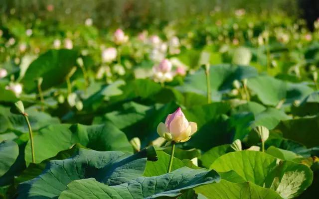 绵阳景点旅游景点推荐(绵阳景点旅游景点排名)-第28张图片 绵阳景点旅游景点推荐(绵阳景点旅游景点排名)-第28张图片