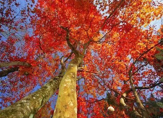 绵阳景点旅游景点推荐(绵阳景点旅游景点排名)-第40张图片 绵阳景点旅游景点推荐(绵阳景点旅游景点排名)-第40张图片