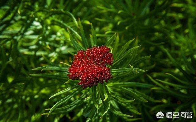 西藏拉萨特产有哪些值得购买（拉萨特产有哪些值得带）-第4张图片