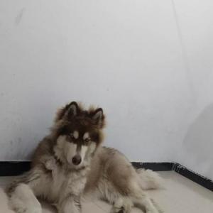 约克夏梗犬多少钱一只（约克夏多少钱一只纯种）