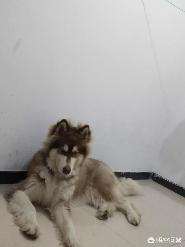 约克夏梗犬多少钱一只（约克夏多少钱一只纯种）-第1张图片