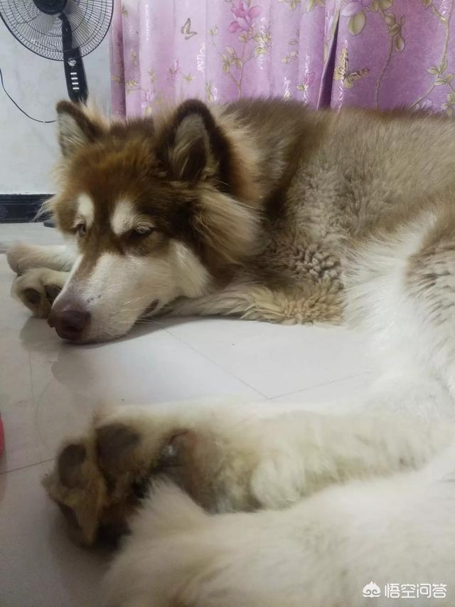 约克夏梗犬多少钱一只（约克夏多少钱一只纯种）-第2张图片