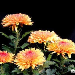 财经大学全国排名情况（财经大学排名）