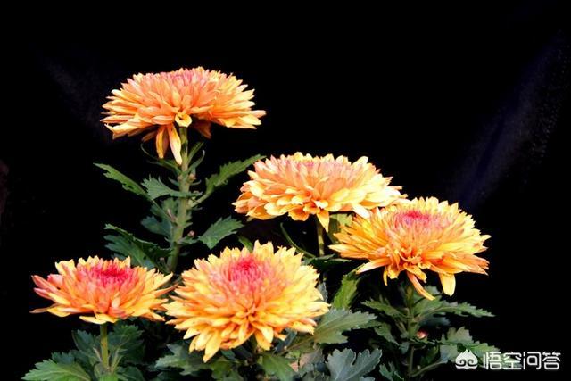 财经大学全国排名情况（财经大学排名）-第1张图片