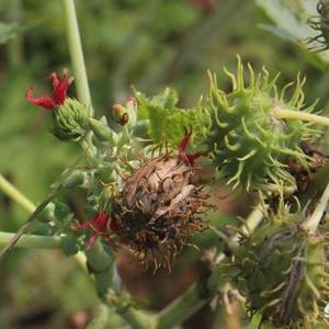 世界上最毒的物质十大排行榜下集（世界上最毒的十大物质是什么视频）