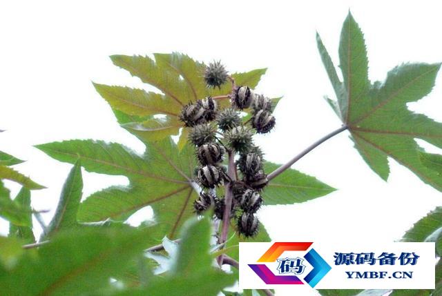 世界上最毒的物质十大排行榜下集（世界上最毒的十大物质是什么视频）-第2张图片