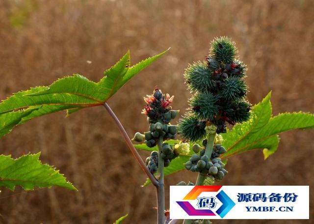 世界上最毒的物质十大排行榜下集（世界上最毒的十大物质是什么视频）-第8张图片