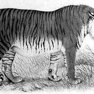 中国已灭绝的动物名单（中国已灭绝的动物名单图片）