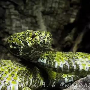 喜玛拉雅白头蛇图片（喜玛拉雅白头蛇价格）