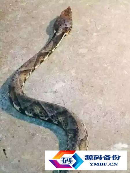 喜玛拉雅白头蛇图片（喜玛拉雅白头蛇价格）-第3张图片