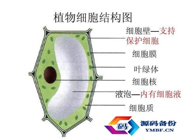 手动榨汁机挤压器好用吗（手动榨汁机挤压器有用吗）-第4张图片