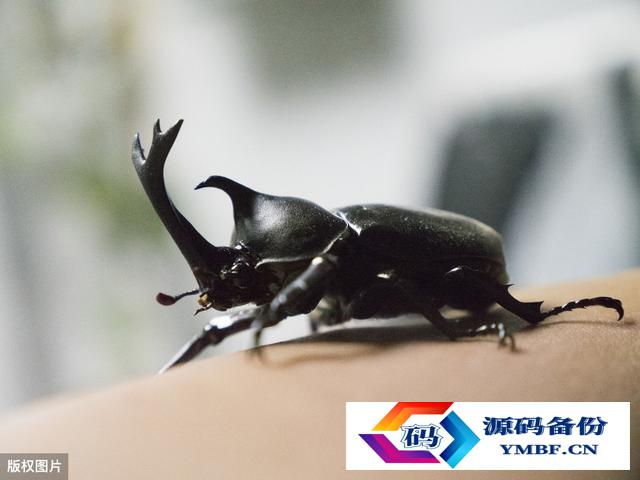 泰坦甲虫图片vs独角仙（甲虫独角仙）-第1张图片