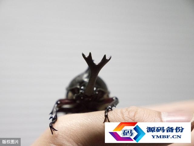 泰坦甲虫图片vs独角仙（甲虫独角仙）-第3张图片