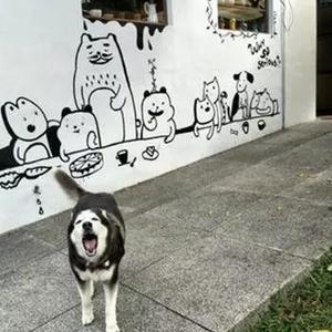 匈牙利牧羊犬图片（匈牙利长毛牧羊犬）