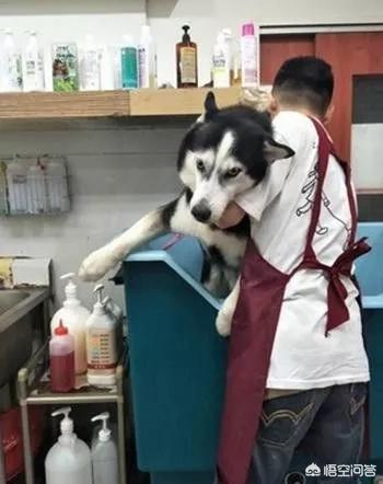 匈牙利牧羊犬图片（匈牙利长毛牧羊犬）-第2张图片