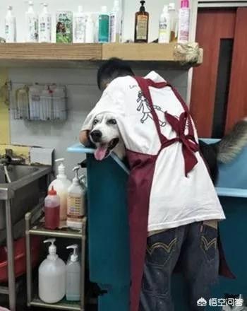 匈牙利牧羊犬图片（匈牙利长毛牧羊犬）-第3张图片