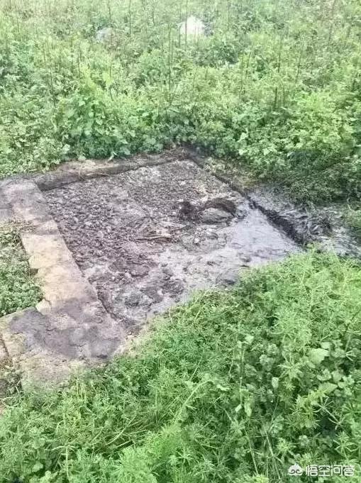 匈牙利牧羊犬图片（匈牙利长毛牧羊犬）-第6张图片