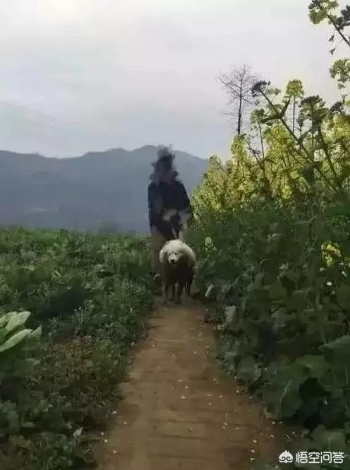 匈牙利牧羊犬图片（匈牙利长毛牧羊犬）-第7张图片