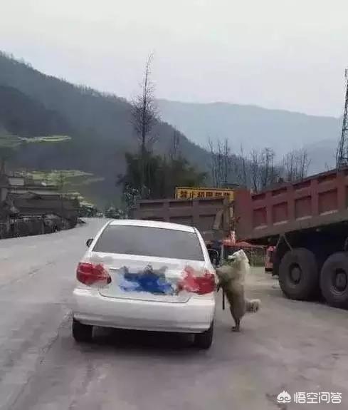 匈牙利牧羊犬图片（匈牙利长毛牧羊犬）-第9张图片