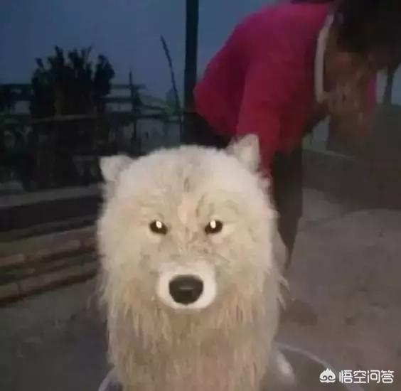 匈牙利牧羊犬图片（匈牙利长毛牧羊犬）-第12张图片