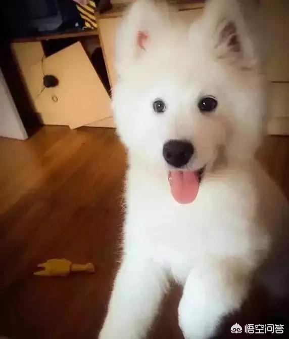 匈牙利牧羊犬图片（匈牙利长毛牧羊犬）-第13张图片