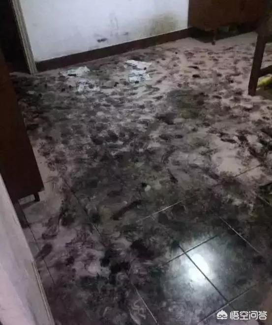 匈牙利牧羊犬图片（匈牙利长毛牧羊犬）-第14张图片