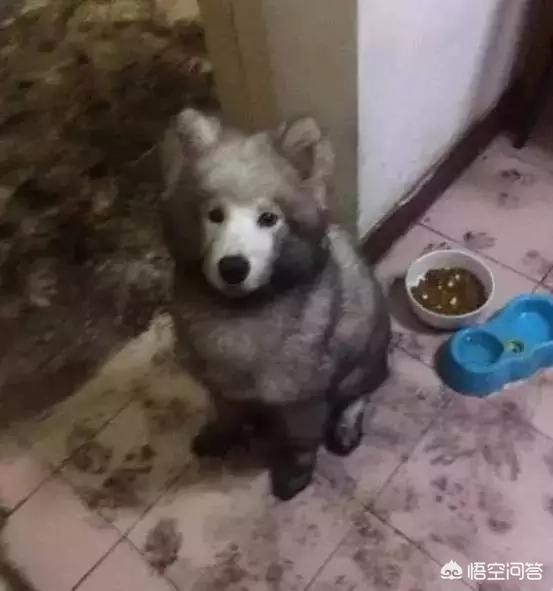 匈牙利牧羊犬图片（匈牙利长毛牧羊犬）-第15张图片