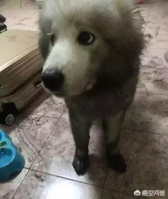 匈牙利牧羊犬图片（匈牙利长毛牧羊犬）-第16张图片