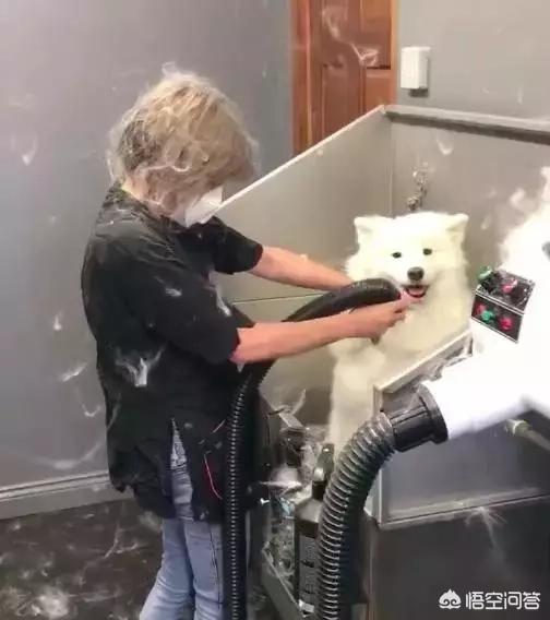 匈牙利牧羊犬图片（匈牙利长毛牧羊犬）-第19张图片