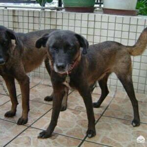 法老猎犬图片小狗（凉山猎犬图片小狗价格）