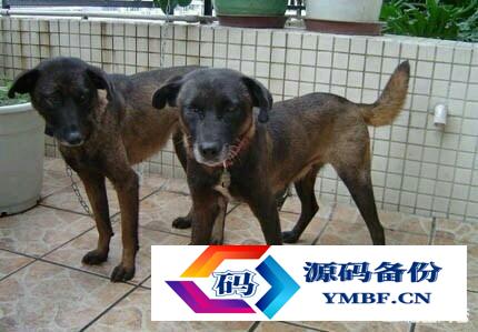 法老猎犬图片小狗（凉山猎犬图片小狗价格）-第1张图片
