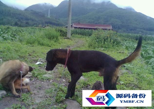 法老猎犬图片小狗（凉山猎犬图片小狗价格）-第2张图片