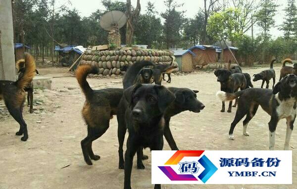 法老猎犬图片小狗（凉山猎犬图片小狗价格）-第3张图片