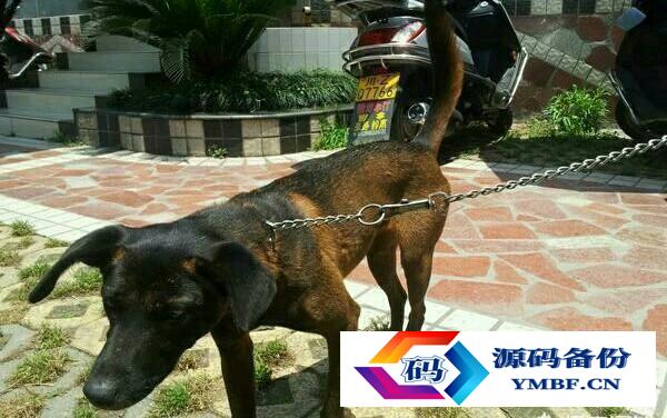 法老猎犬图片小狗（凉山猎犬图片小狗价格）-第4张图片