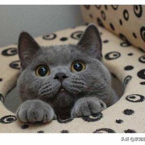 宠物猫有哪些品种（宠物猫的品种大全排行）