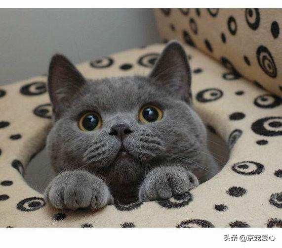 宠物猫有哪些品种（宠物猫的品种大全排行）-第1张图片