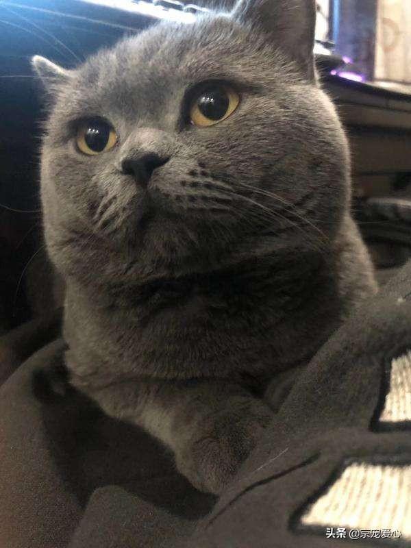 宠物猫有哪些品种（宠物猫的品种大全排行）-第4张图片