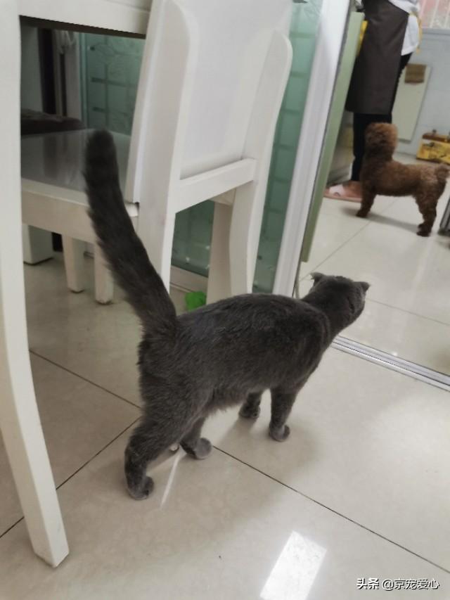 宠物猫有哪些品种（宠物猫的品种大全排行）-第5张图片