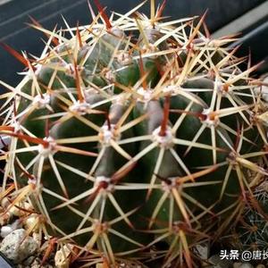 种仙人球用什么土最好（仙人球用什么土栽最好）