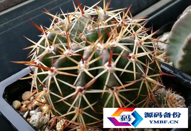 种仙人球用什么土最好（仙人球用什么土栽最好）-第1张图片