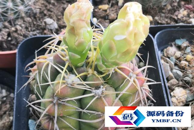 种仙人球用什么土最好（仙人球用什么土栽最好）-第2张图片