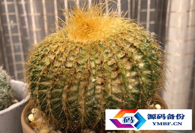 种仙人球用什么土最好（仙人球用什么土栽最好）-第4张图片