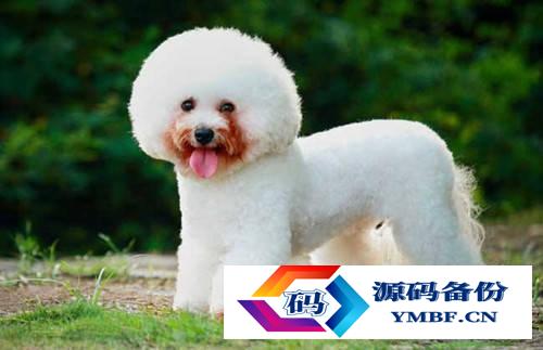 贵族狗粮是天然粮吗（皇家狗粮是天然粮吗）-第13张图片